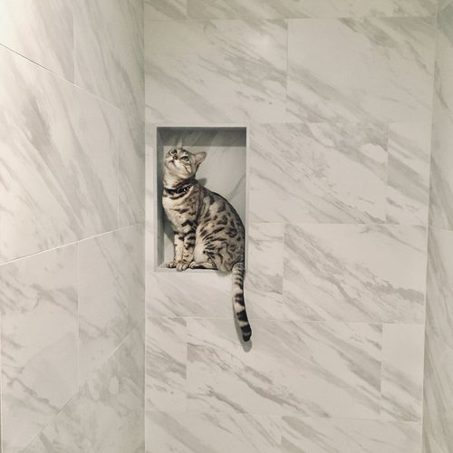 cat in tiled shower