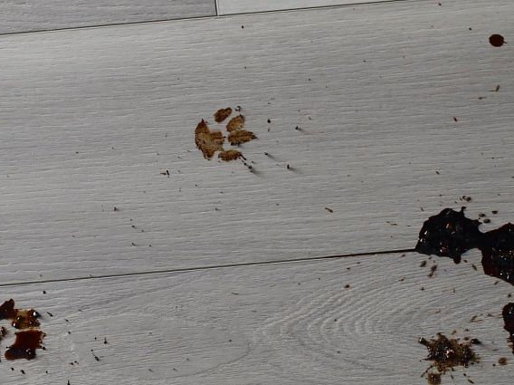 hard flooring with spills and small paw prints