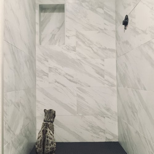 cat in tiled shower
